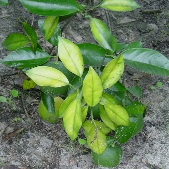 thumbnail for publication: Nitrogen (N) for Citrus Trees